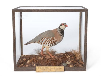 Lot 473 - French Partridge (Caccabis rubra), Alcadeza Crags, Spain, February 13th 1883, full mount in walking