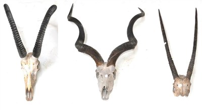 Lot 476 - Sable Antelope (Hippotragus niger), horns on upper skull, right horn 112cm, left horn 112cm...