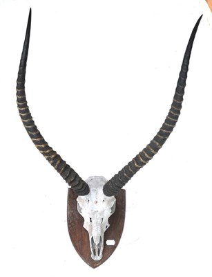 Lot 477 - Red Lechwe (Kobus leche leche), circa 1940, by J.R.IVY (PTY) LTD High Art Taxidermists...