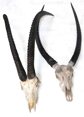 Lot 478 - Sable Antelope (Hippotragus niger), horns on upper skull, right horn 110cm, left horn 109cm...