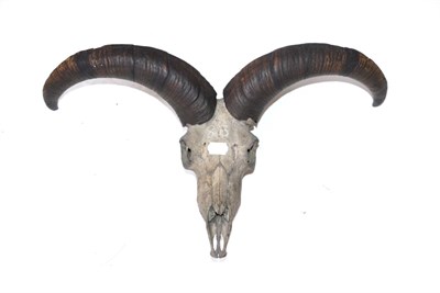 Lot 479 - Puku (Adenota vardoni), circa 1940, by J.R.IVY (PTY) LTD High art taxidermists Pretoria, horns...