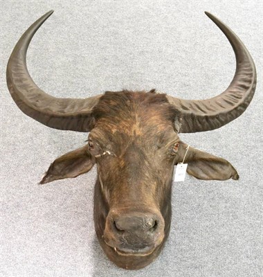 Lot 481 - Asian Water Buffalo (Bubalus arnee), by Rowland Ward, full head mount on shield looking...