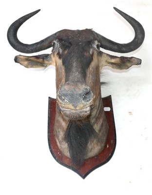 Lot 483 - Blue Wildebeest (Connochaetes taurinus), circa 1940, head mount looking straight forward on shield