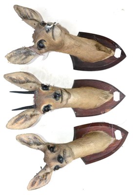 Lot 484 - Steenbok (Raphicerus campestris), circa 1940, by J.R.IVY (PTY) LTD High Art Taxidermists...