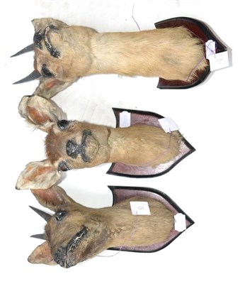 Lot 485 - Oribi (Ourebia ourebi), circa 1940, three head mounts on shields, two male one female