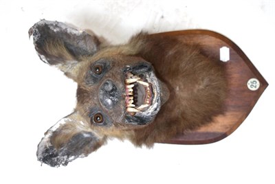 Lot 486 - African Wild Dog (Lycaon pictus), circa 1940, by J.R.IVY (PTY) LTD High Art Taxidermists...