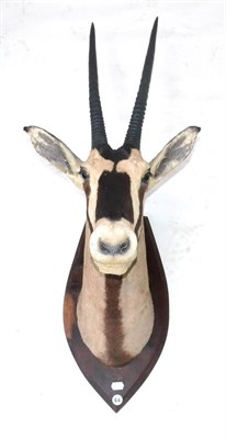 Lot 488 - Beisa Oryx (Oryx gazella), circa 1940, by J.R.IVY (PTY) High Art Taxidermists Pretoria, head...