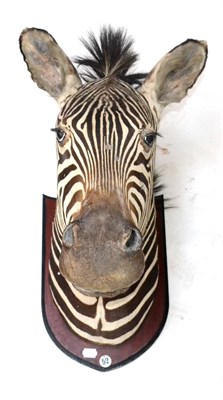 Lot 489 - Plains Zebra (Equus quagga), Gorongoza, Potuguese East Africa 1941, head mount on shield...