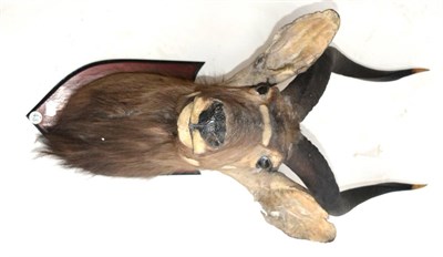 Lot 490 - Nyala (Tregalarphus angasi), Gorongoza July 1951, head mount on shield looking straight...