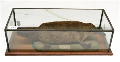 Lot 492 - Duck Billed Platypus (Ornithorhynchus anatinus), full mount with head turned slightly to the right