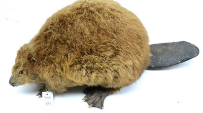 Lot 493 - North American Beaver (Castor canadensis), circa 1920, large full mount turning looking slightly to