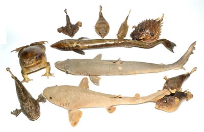 Lot 494 - Mixed Collection of Fish, including Puffa Fish, Ramora, Shortnose Batfish, Juvenile Shark, Dogfish