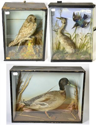 Lot 495 - Mallard Duck (Anas platyrhynchos), circa 1950, full mount drake, amongst rushes and long grass in a