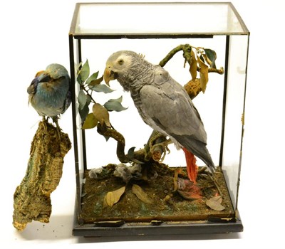 Lot 496 - African Grey Parrot (Psittacus erithacus), early 20th century, full mount perched on a tree...