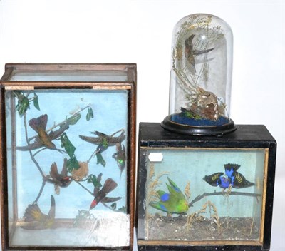 Lot 497 - A Six Bird Display of Hummingbirds, circa 1900, comprising various species, mounted on tree...