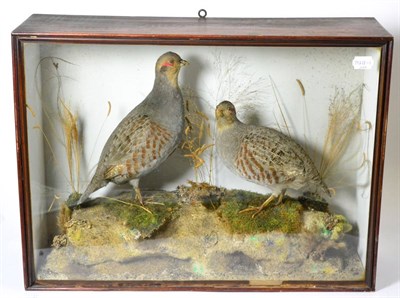 Lot 498 - English Partridge (Perdix perdix), early 20th century, pair of full mounts on faux rock base...