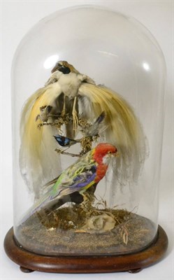 Lot 499 - A Late Victorian Dislay of Lesser Bird of Paradise, Rosella Parakeet, Silver Beaked Tanager and...