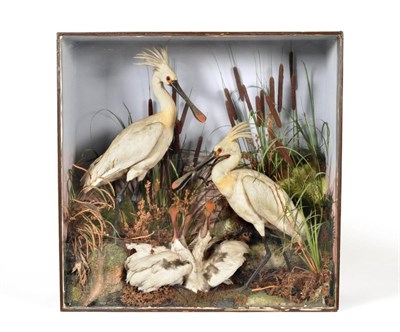 Lot 500 - Eurasian Spoonbill (Platalea leucorodia), late Victorian, by Henry Ward, two adult fullt mounts...