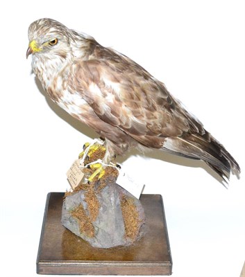 Lot 501 - Rough Legged Buzzard (Buteo lagopus), late Victorian, female, full mount perched upon a tree branch