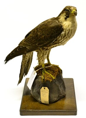 Lot 502 - Peregrine Falcon (Falco peregrinus), late Victorian, possibly by Macpherson of Inverness,...