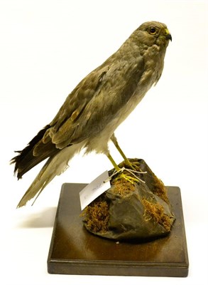 Lot 503 - Hen Harrier (Circus cyaneus), late Victorian, male, full mount, perched upon a faux rock with moss