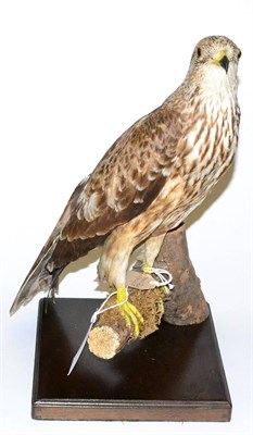 Lot 504 - European Honey Buzzard (Pernis apivorus), late Victorian, female, full mount, perching on a...