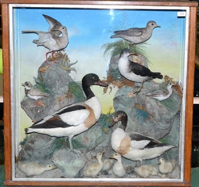 Lot 505 - A Large Display Case of Taxidermy Birds, early 20th century, by J Hutchings, depicting various...