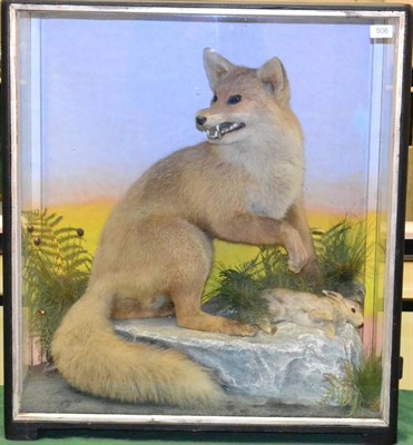 Lot 506 - Fox (Vulpes vulpes), circa 1900, full mount with a young Rabbit prey, sat upon a faux rock with...