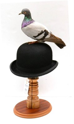 Lot 507 - Town Pigeon (Columba livia domestica), full mount perched upon a bowler hat, ex publicity prop...