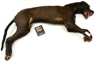 Lot 508 - ;Hound Of The Baskervilles; Great Dane, posed laying down on his side with mouth open, used as...