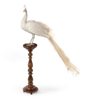 Lot 510 - White Peacock (Pavo cristatus), 20th century, full mount, 164cm long overall, perched atop a turned