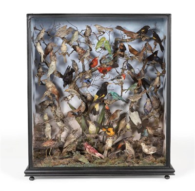 Lot 511 - A Large Rare Victorian Taxidermy Bird Display of Central/South American Birds, by Henry Ward,...