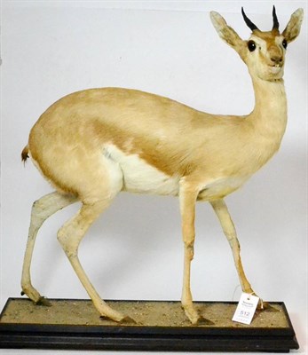 Lot 512 - Gazelle Possibly Dorcas, young female, full mount posed turning to the right, right horn 8.5cm,...