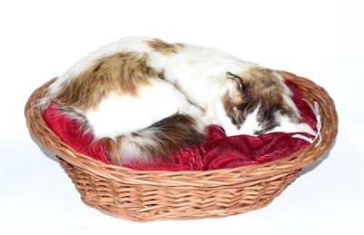 Lot 513 - Persian Cat, full mount curled up on a red cushion sleeping in a woven basket, 40cm overall