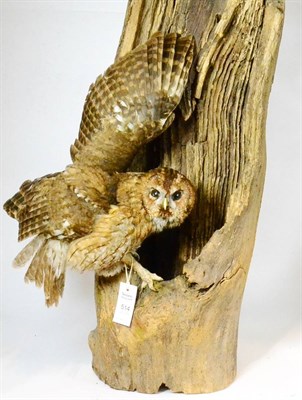 Lot 514 - Tawny Owl (Strix aluco), circa 1995, full mount, naturalistically  perched on a hollow tree...