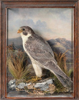 Lot 515 - Peregrine Falcon (Falco peregrinus), late Victorian, by H Murray & Son Carnforth, male, full mount