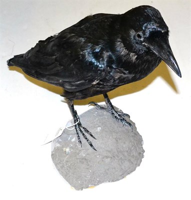 Lot 517 - Raven (Corvus corax), full mount perched upon a faux rock, 54cm overall length