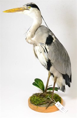 Lot 518 - Grey Heron (Ardea cinerea), 20th century, full mount standing on a moss covered base 59cm high