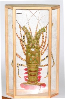 Lot 519 - Crayfish (Austropotamobius pallipes), full mount, 51cm long, in a five glass wall hanging case