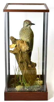 Lot 520 - European Green Woodpecker (Picus viridis), circa 2010, juvenile, full mount perched on a tree stump