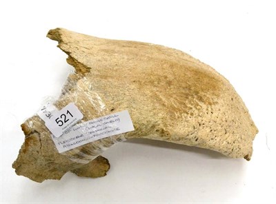 Lot 521 - Wooly Rhinoceros Part Skull (nasal shield) pleistocene-devensian period Abingdon, Oxfordshire, 28cm