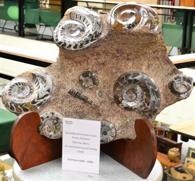 Lot 522 - Goniatite Ammonite Fossil, partly polished 76cm by 58cm, on laminated wood folding stand