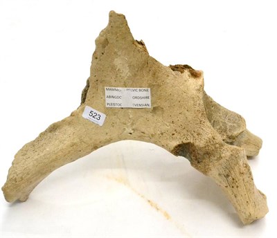 Lot 523 - Mammoth Pelvic Bone, Abingdon, Oxfordshire, pleistocene devensian period, 40cm by 38cm