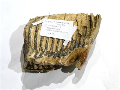 Lot 526 - Wooly Mammoth Tooth (juvenile) devensian, Oxfordshire, 17cm by 13cm UK