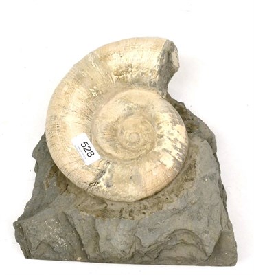 Lot 528 - Fossilised Ammonite, UK, 21cm by 17cm  Ammonite has been set into matrix, 29cm overall height