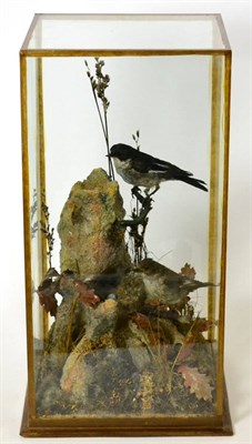 Lot 530 - Pied Flycatchers (Ficedula hypoleuca), by H Murray of Carnforth 1872-1961, male and female, two...