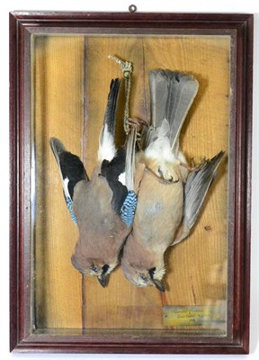 Lot 531 - Eurasian Jays (Garrulus glandarius), male, two full mounts hanging by the feet from a knotted...