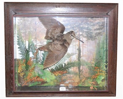 Lot 533 - Woodcock (Scolopax), circa 2010, full mount, in flying pose through a wooded scene with painted...