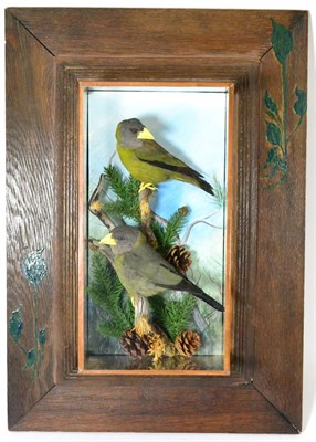 Lot 534 - Collared Grosbeak (Mycerobas affinis), circa 2012, by A J Armitstead, pair of full mounts...