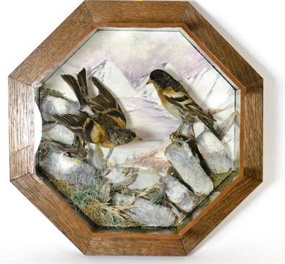 Lot 538 - Bramblings (Fringilla montifringilla), a pair of Victorian full mounts remounted by A J...